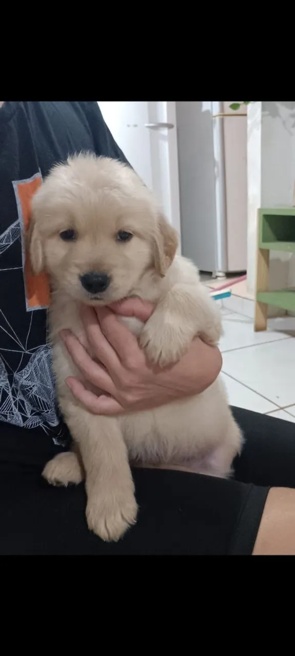 Filhote Golden Retriever