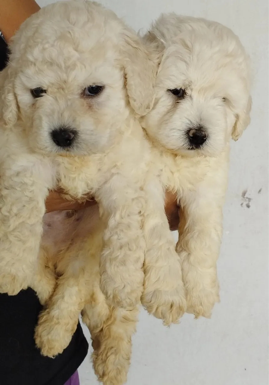 Filhotes de Poodle