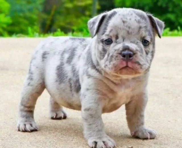 American Bully - Filhotes - Lindos Bebês Em Promoção!
