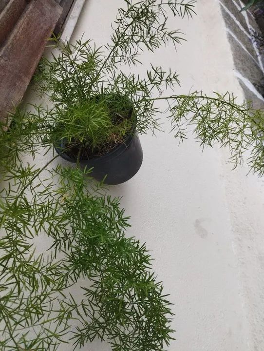 Vendo plantas de diversos tipos *Entrego só em Teresópolis 