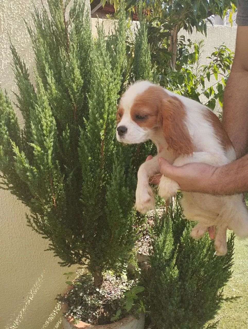 Filhote de Cavalier King Charles Spaniel disponível - Foto 2