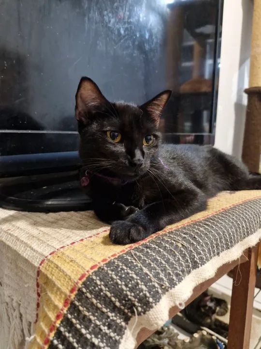 Gatinha preta para adoção  - Foto 2