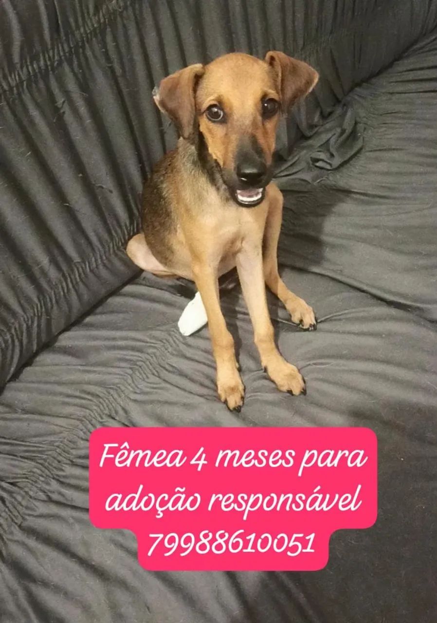 Filhote fêmea para adoção responsável - Foto 2