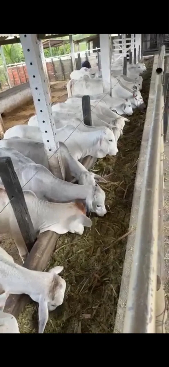 Bezerros Nelore para cria e engorda