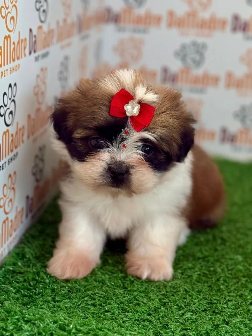 Filhote de Shih Tzu Fêmea  - Foto 2