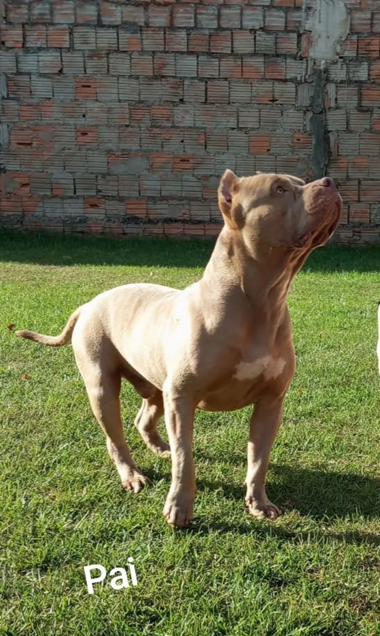 Filhote American Bully Pit Bull