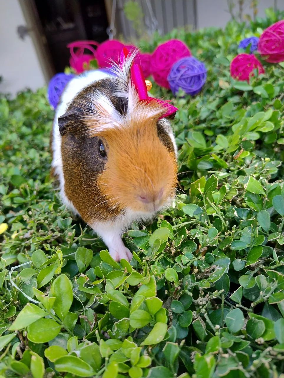 Porquinho da índia disponível  - Foto 5