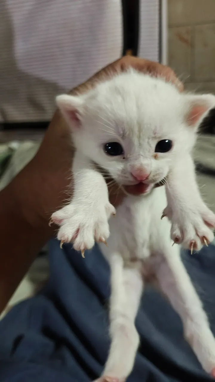 Gatinho branco filhote para adoção bebe