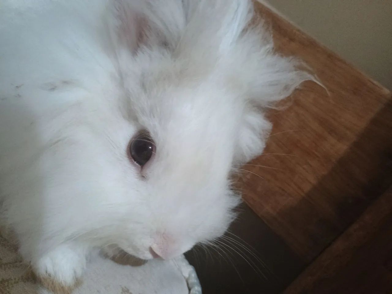 Coelhinho branco fofinho para adoção - Foto 3