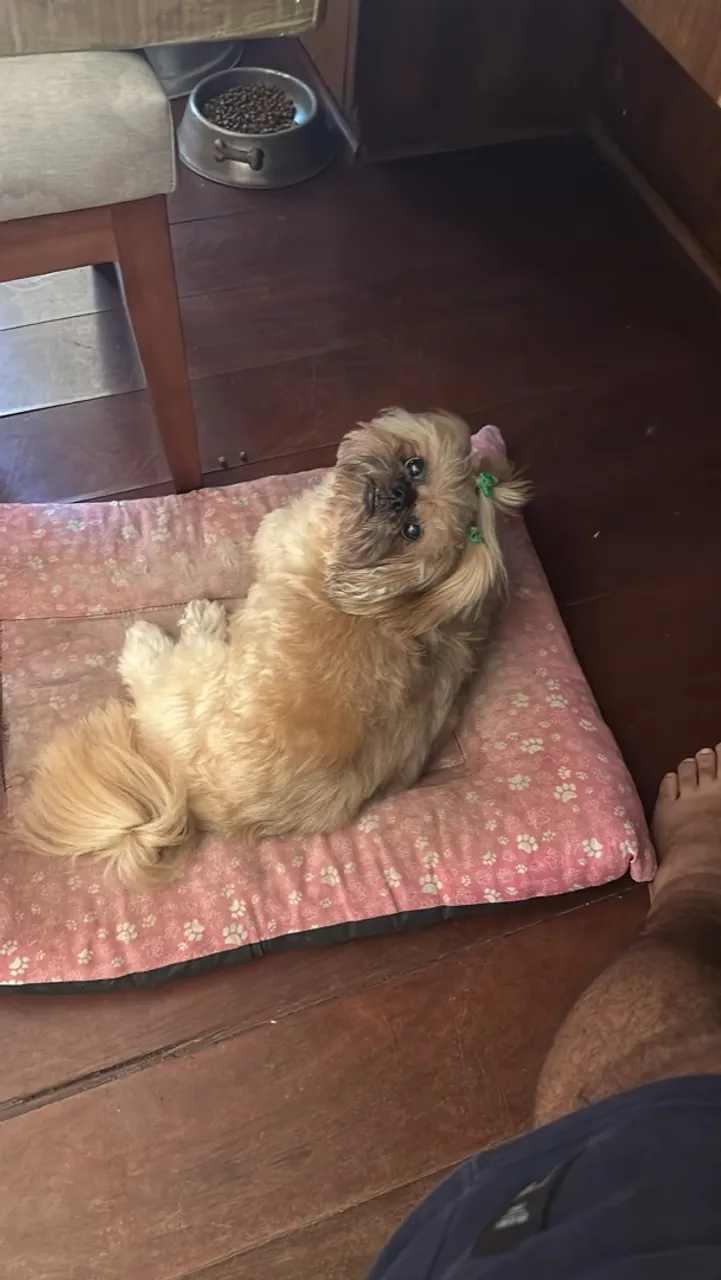 [NÃO ENTREGO] Shih Tzu fêmea Doação 
