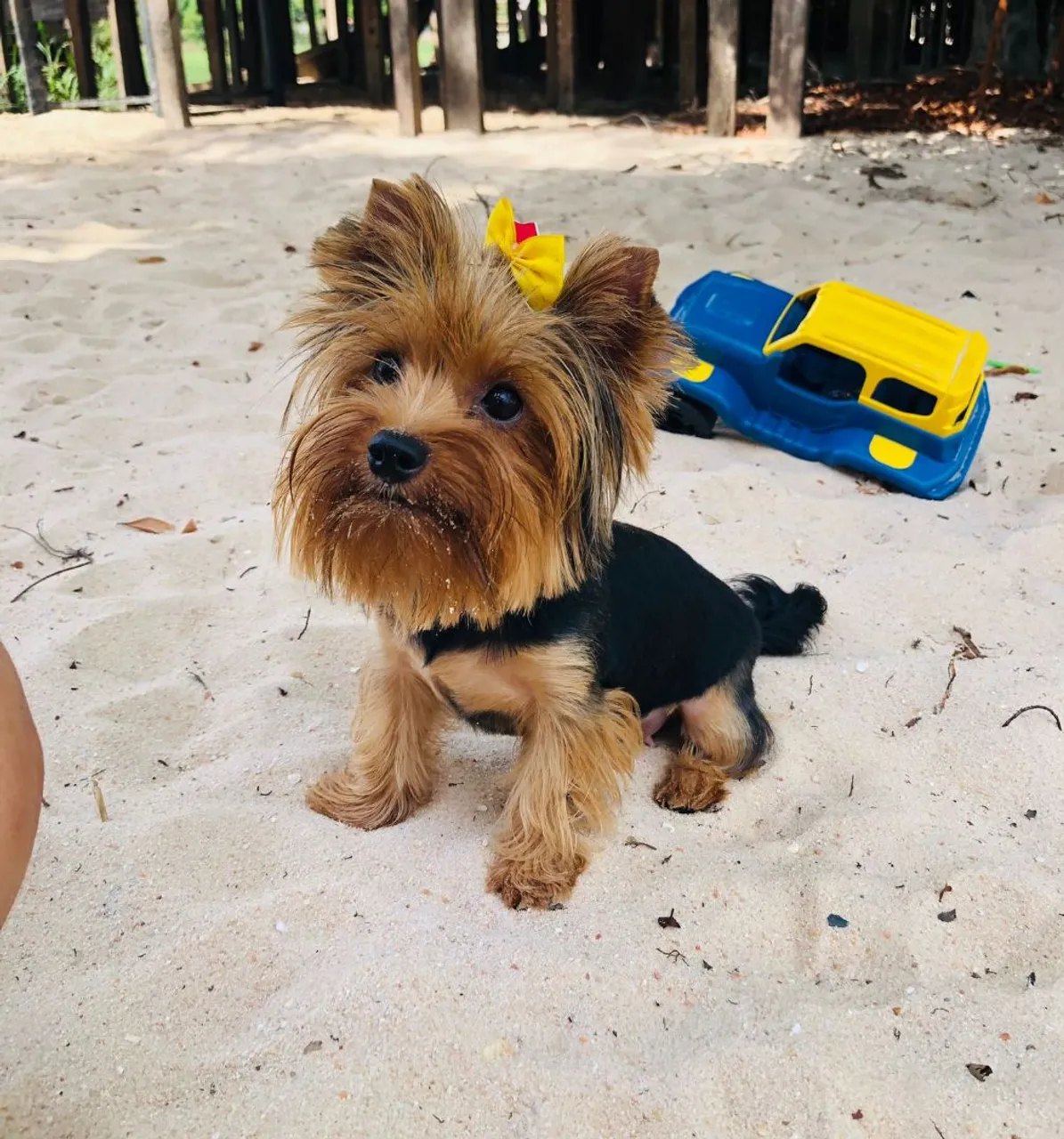 Yorkshire Terrier - Filhote Fofo e Charmoso
