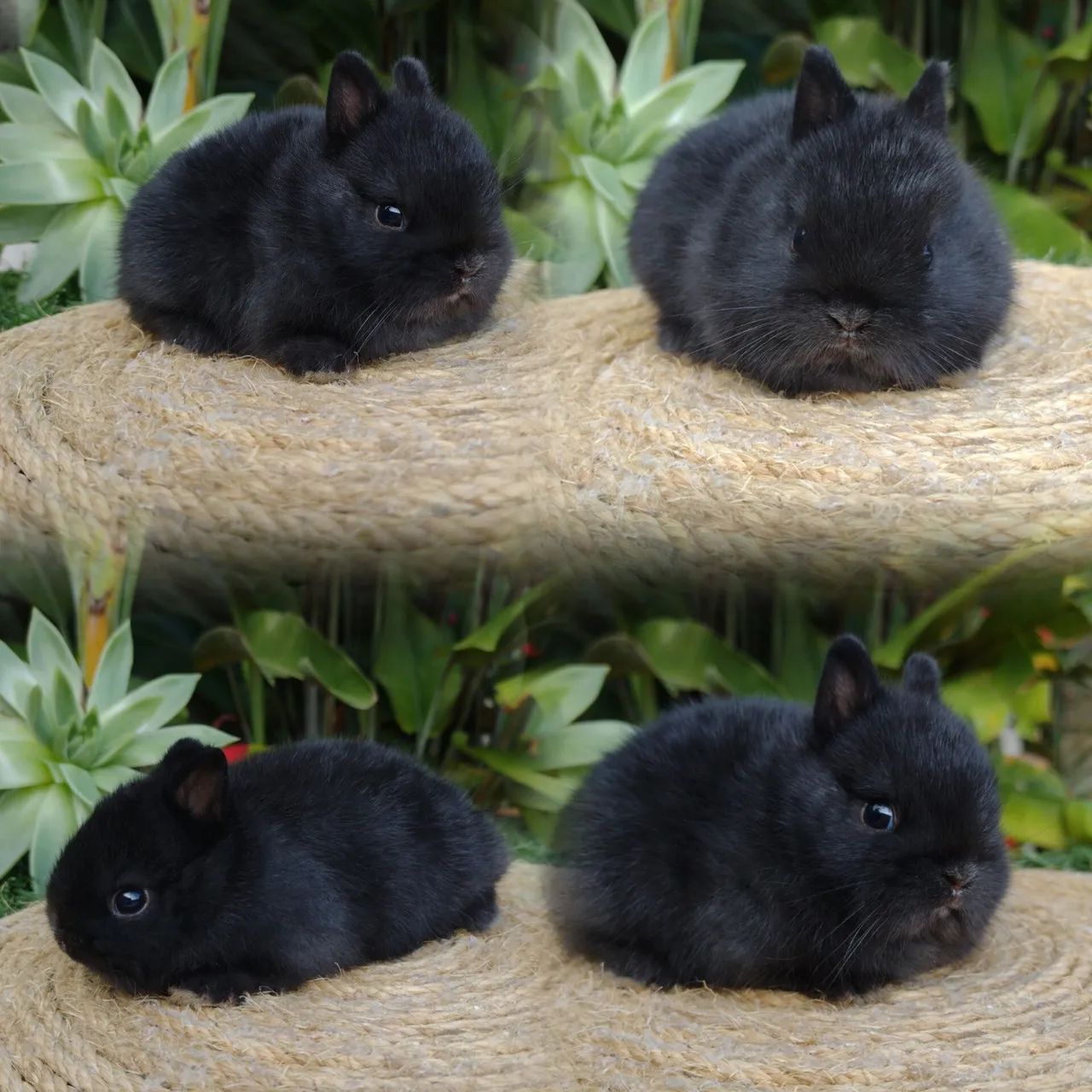 Netherland dwarf  Coelho anão  - Foto 3