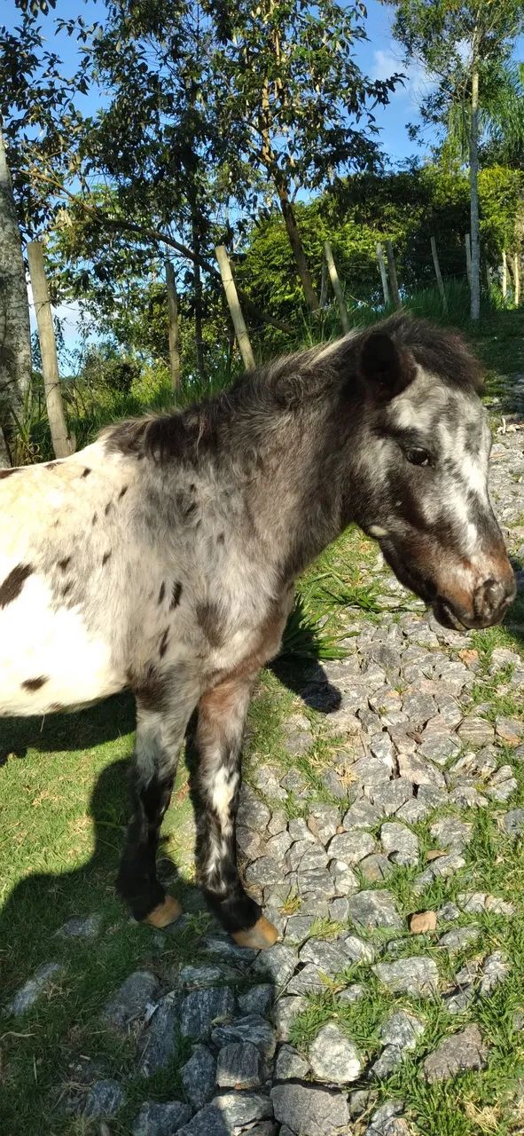 Mini pônei macho inteiro  - Foto 2