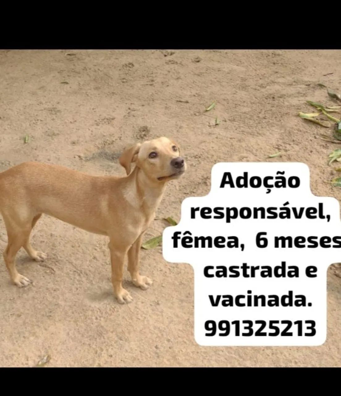 Cachorra para adoção responsável