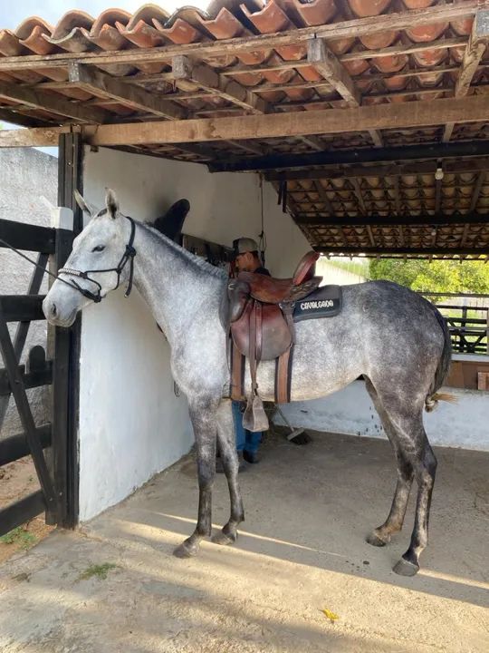 Égua de picado, neta do monza da riocon 3 anos e meio