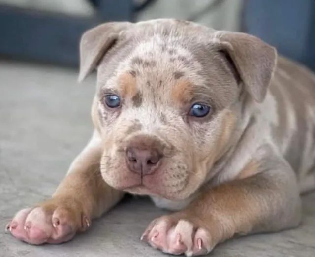 American Bully - Filhotes - Lindos Bebês Em Promoção! - Foto 2