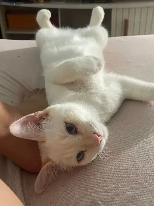 ADOÇÃO RESPONSÁVEL!!!!!! - Foto 2