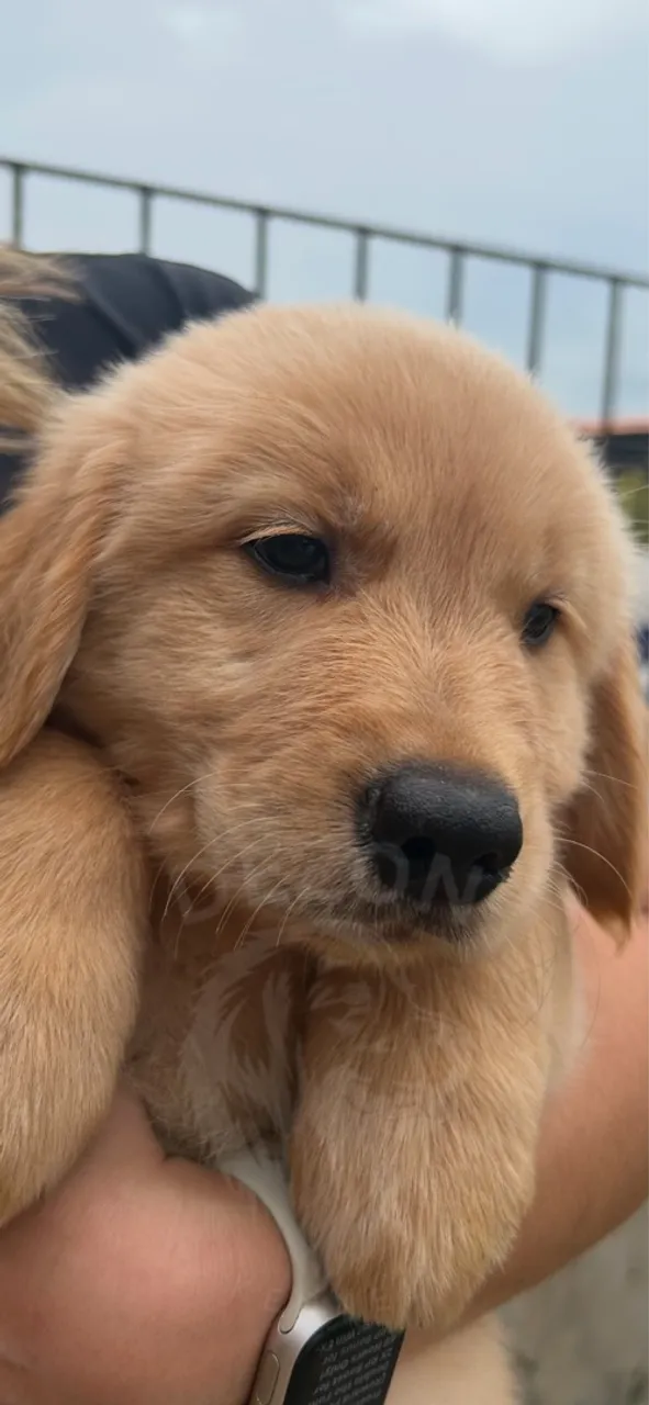 Golden Retriever com Pedigree CBKC e Linhagem Premium - Dezon Kennel