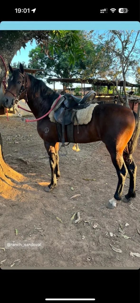 VENDO CAVALO MANGALARGA MACHADOR - Foto 2