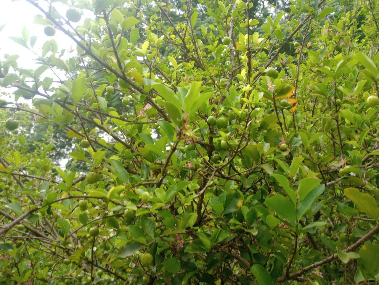 Chácara a 35 km de moc - Foto 6