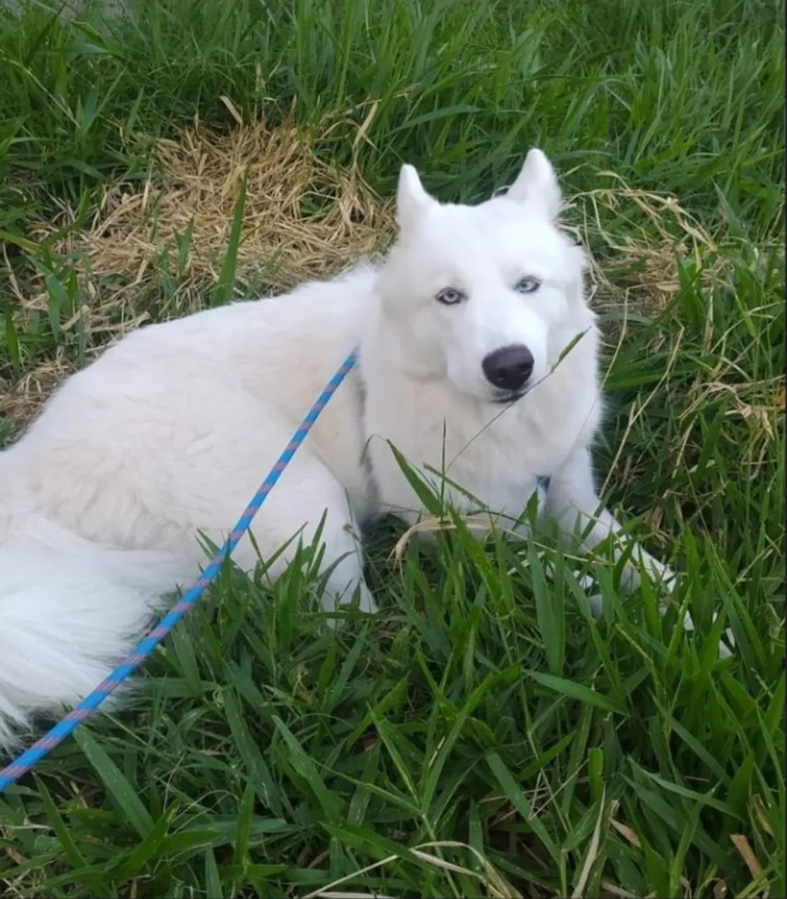 husky Siberiano filhote - Foto 5