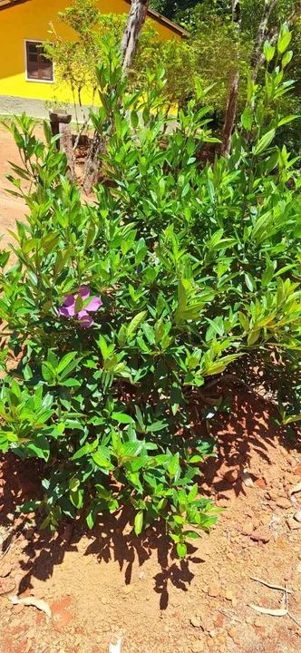 Chácara Nosso Recanto-Santa Teresa. Aceitamos carro como parte de pagamento - Foto 10