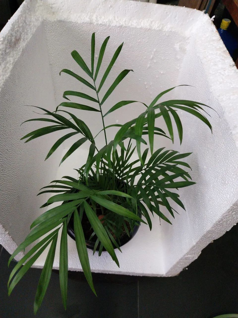 Vasos de Palmeira Chamaedorea Elegans (ver descrição) - Foto 3