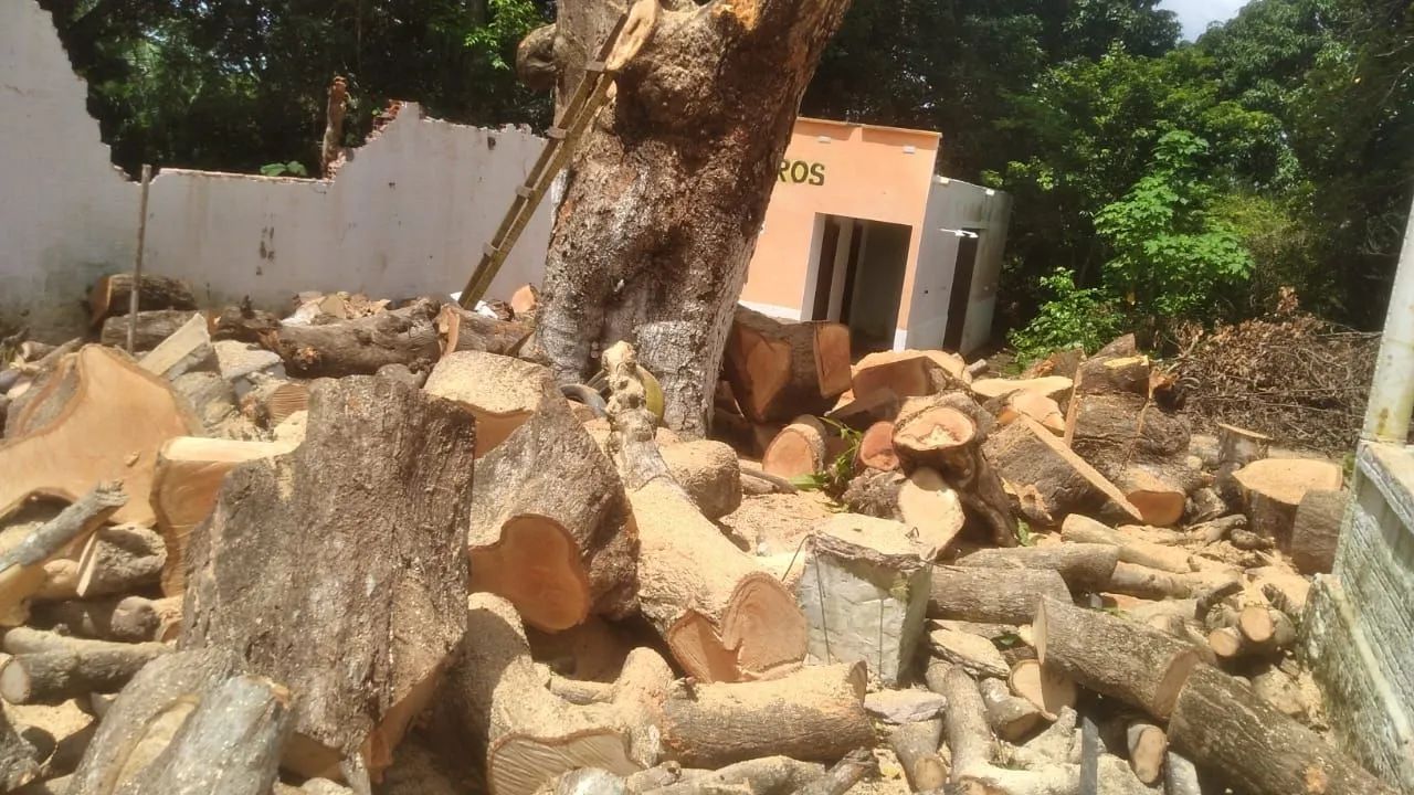 Cortes de Árvores em geral  - Foto 3