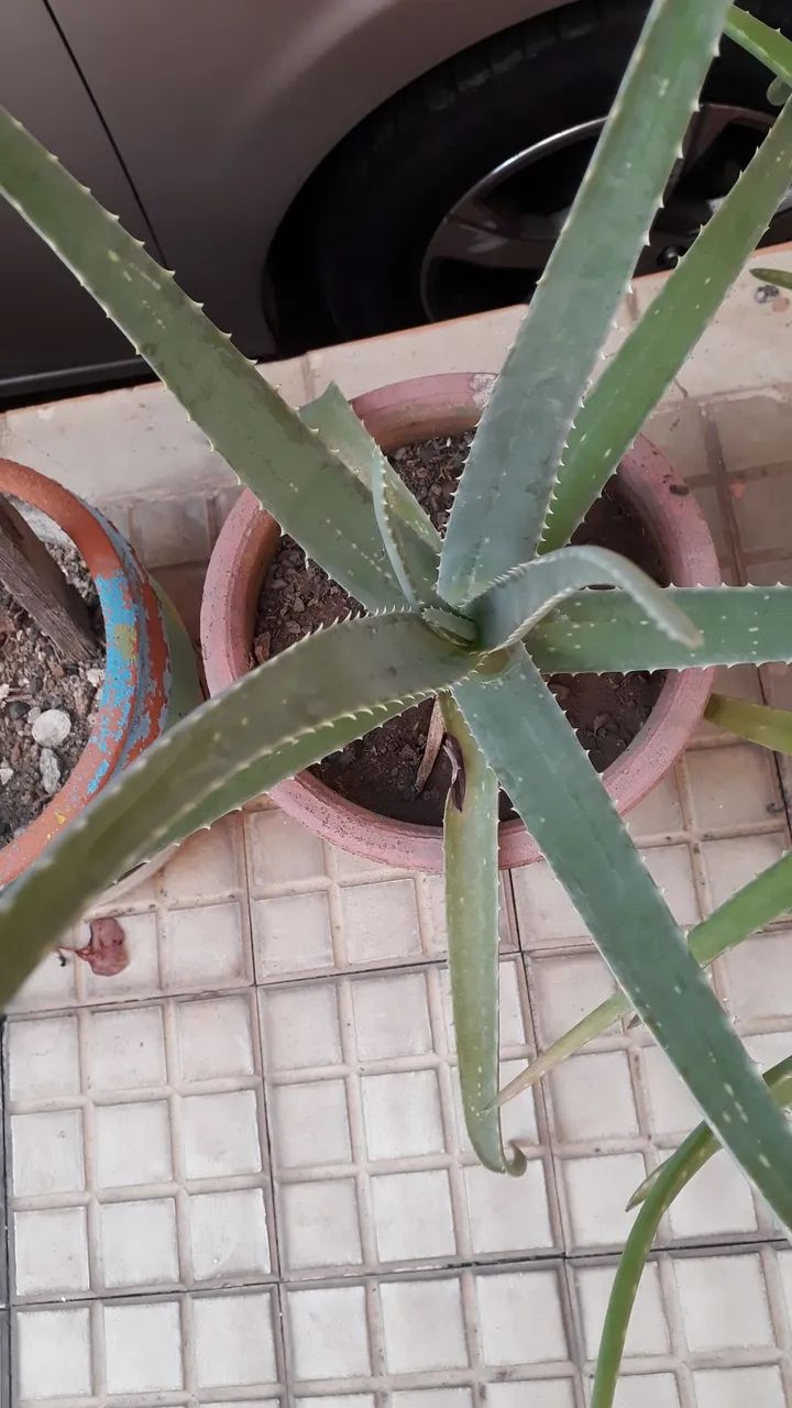 Planta babosa