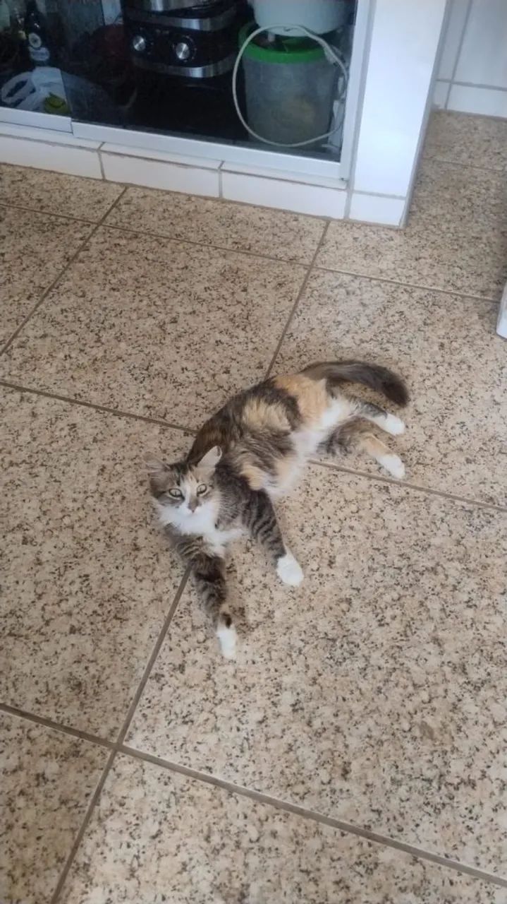 Doa se gatinhos  - Foto 2