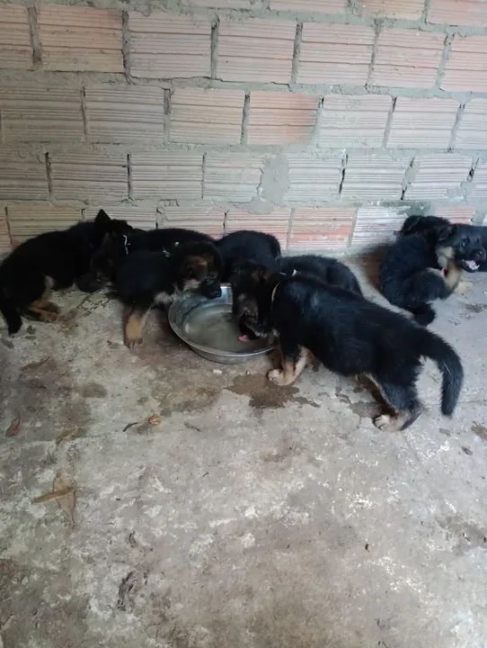 Filhote de Pastor Alemão - Foto 5