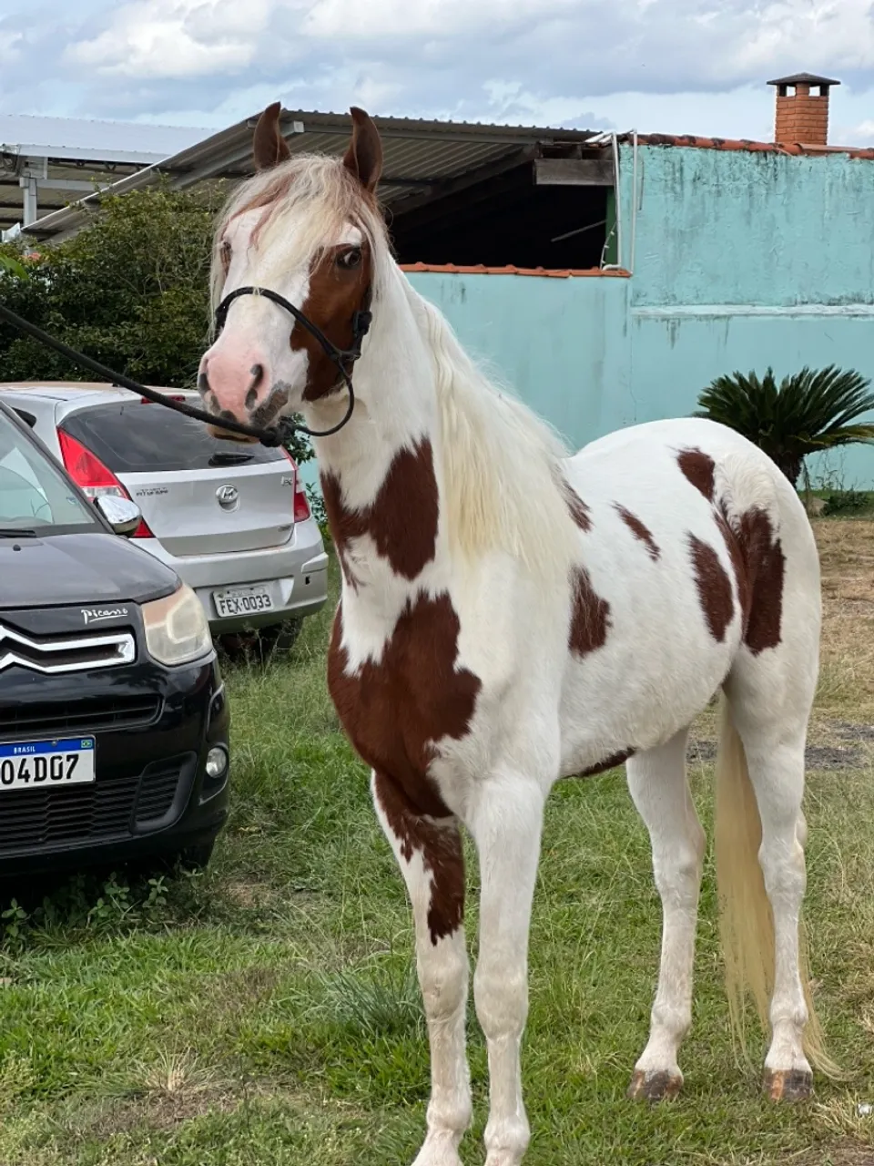 Cavalo MM