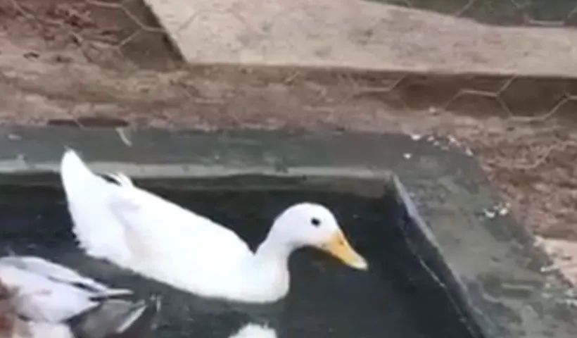 Casal de marrecos adultos - Foto 2