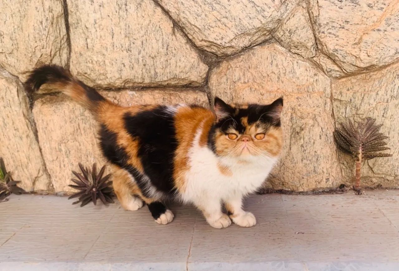 Gato persa exótico branco/ gata persa exótica tricolor adulta  - Foto 2