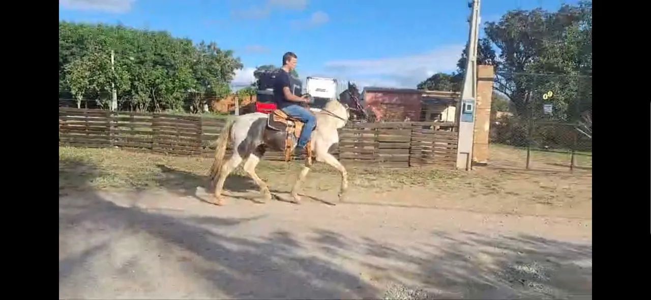 Cavalo Mangalarga marchador para venda