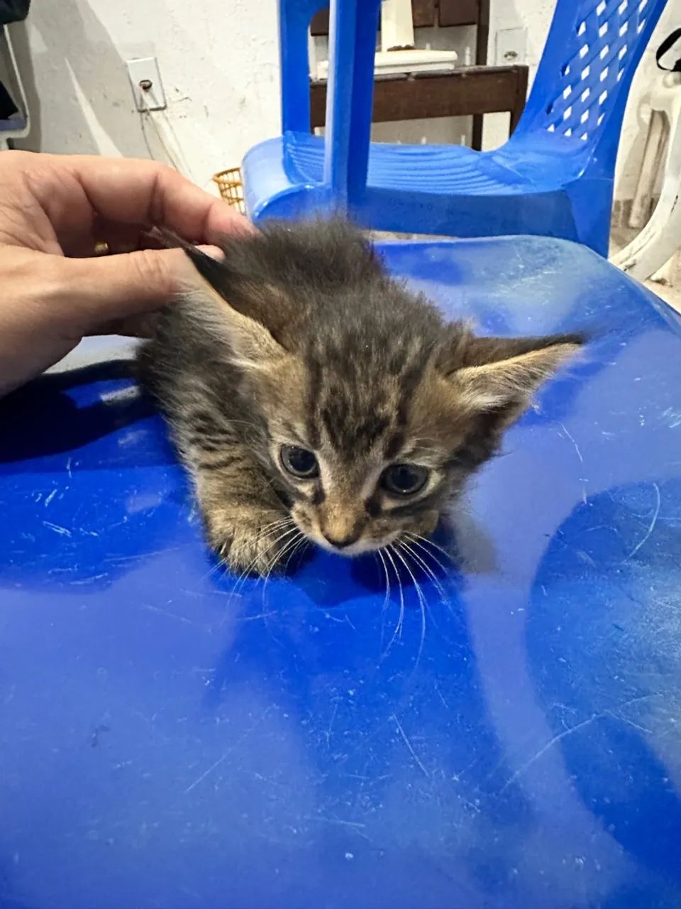 Gatinho disponível para adoção responsável! - Foto 2
