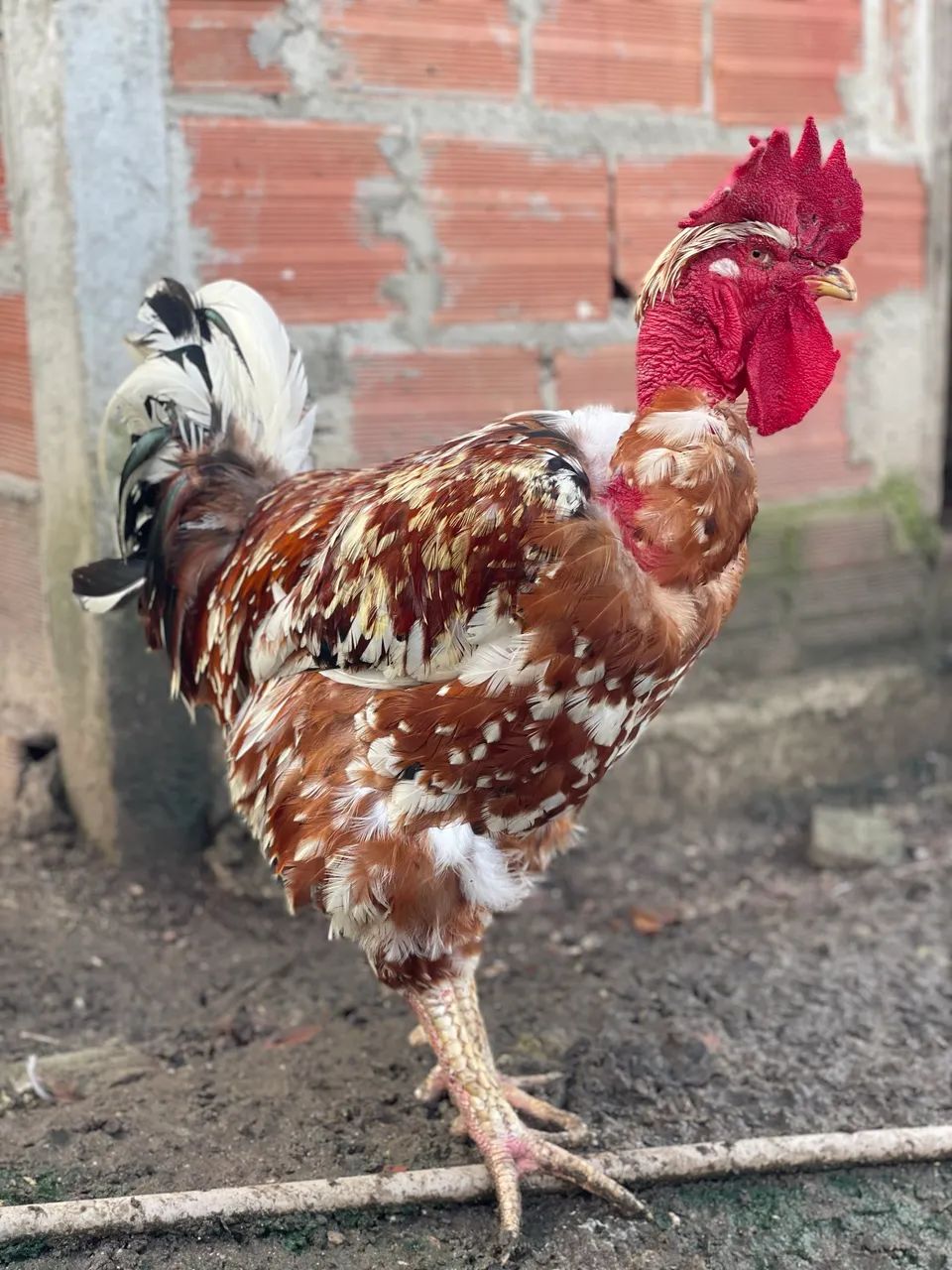 Galinha balão pescoço pelado  - Foto 6