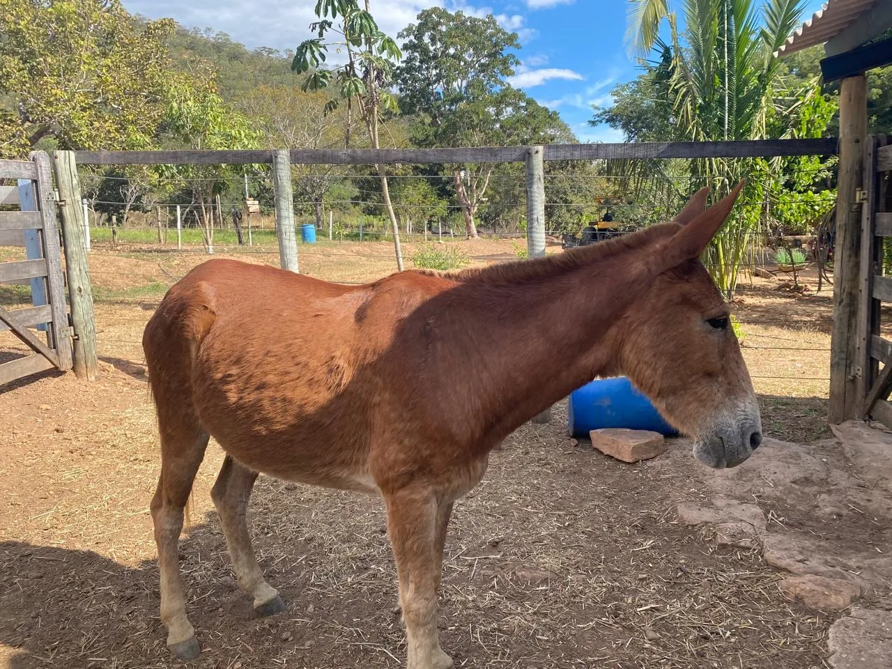 Burro de lida 