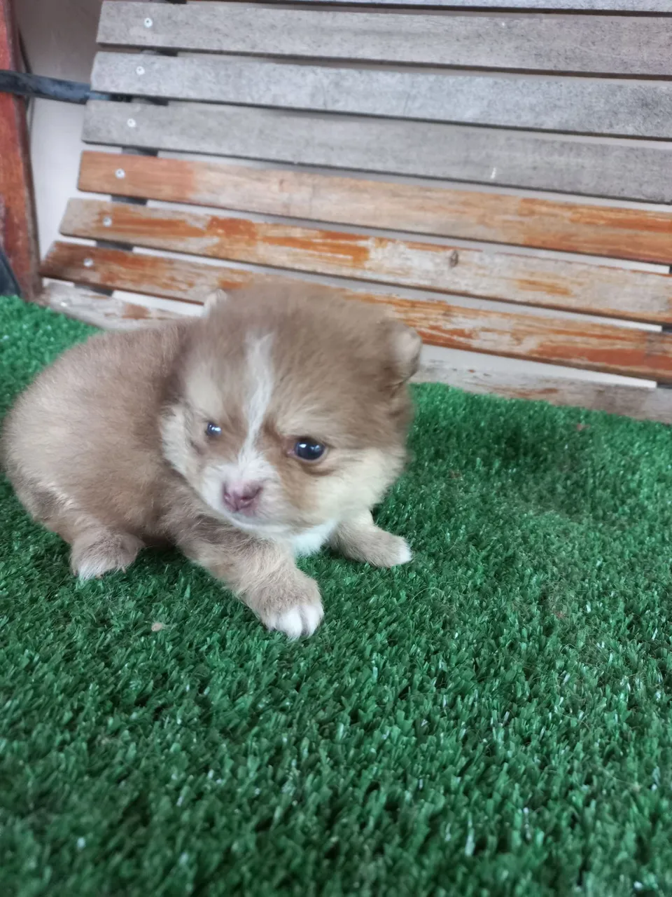 Spitz alemã anão
