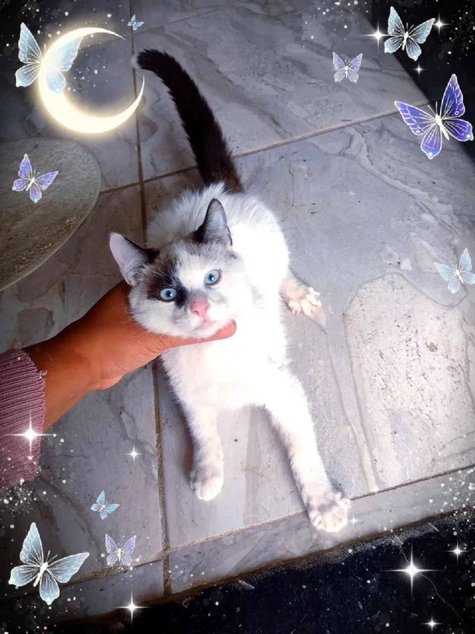 Lindos filhotes de ragdoll  - Foto 4