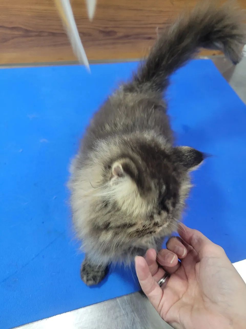 Filhote femea persa brown cl torbie - Foto 4