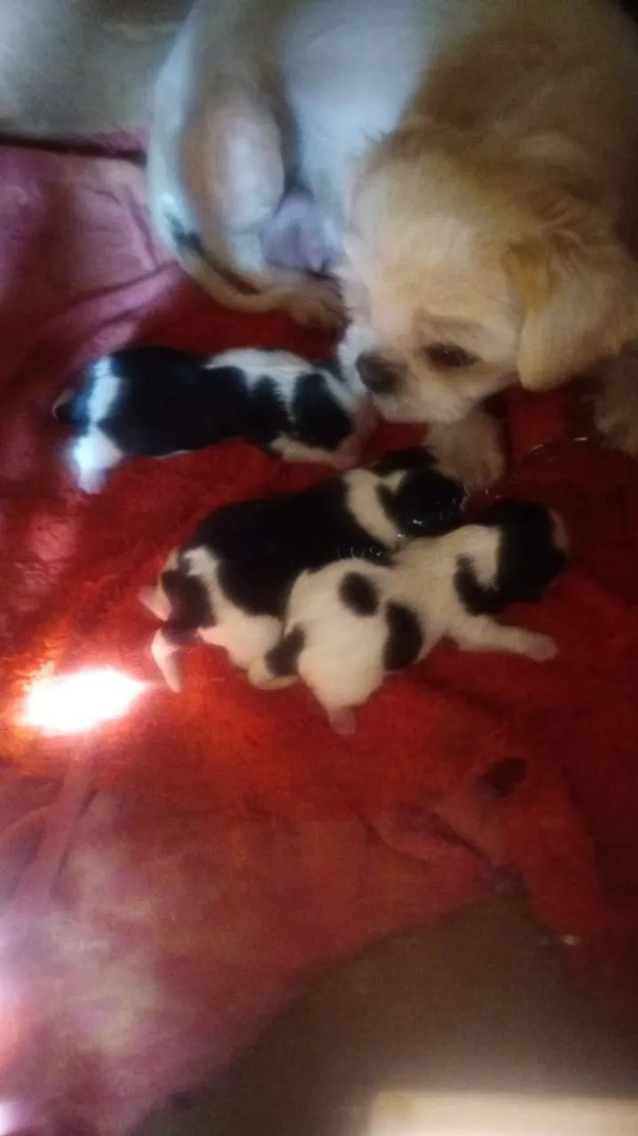Filhotes Shih Tzu para adoção