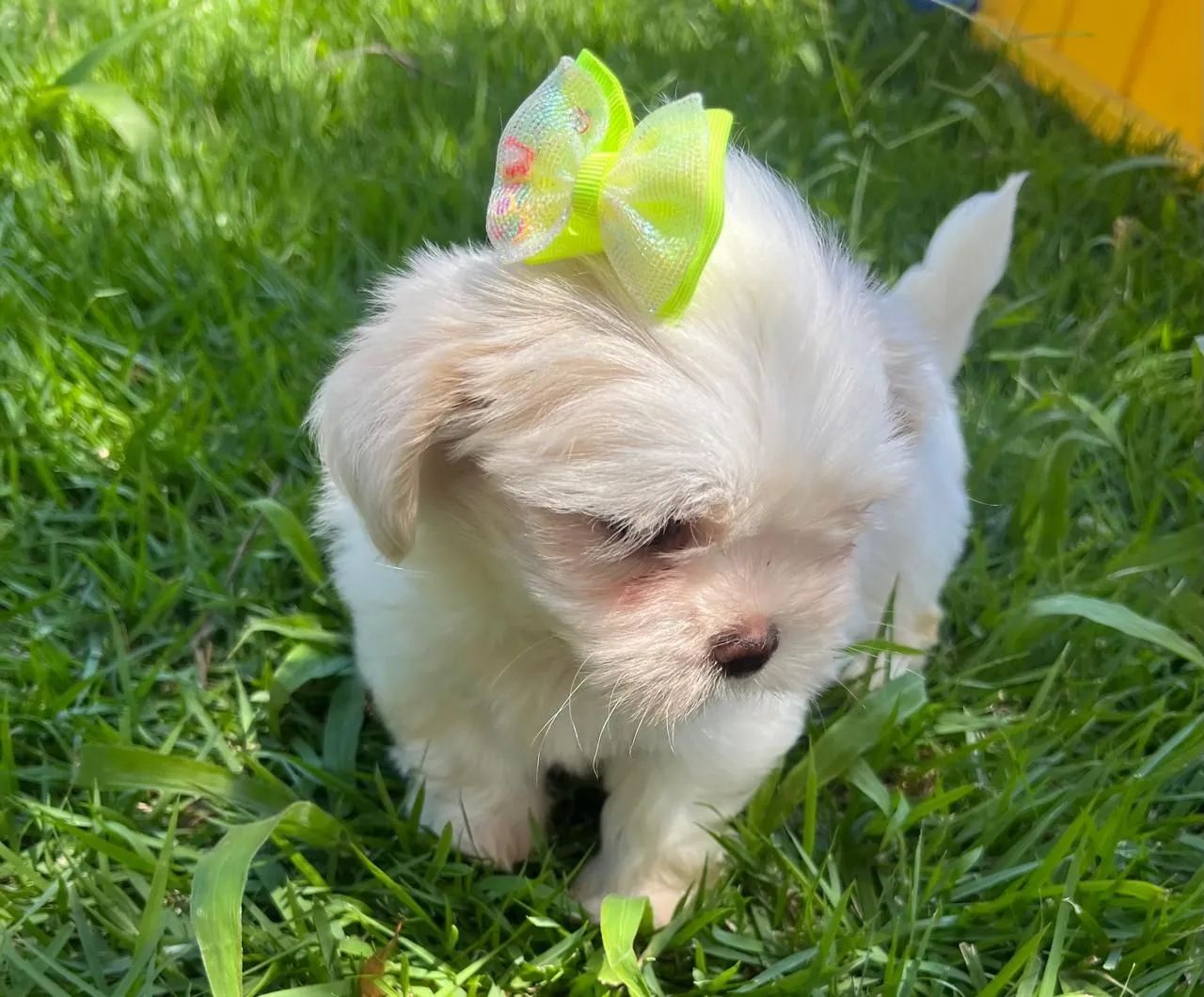 Shitzu vacinado - Foto 3