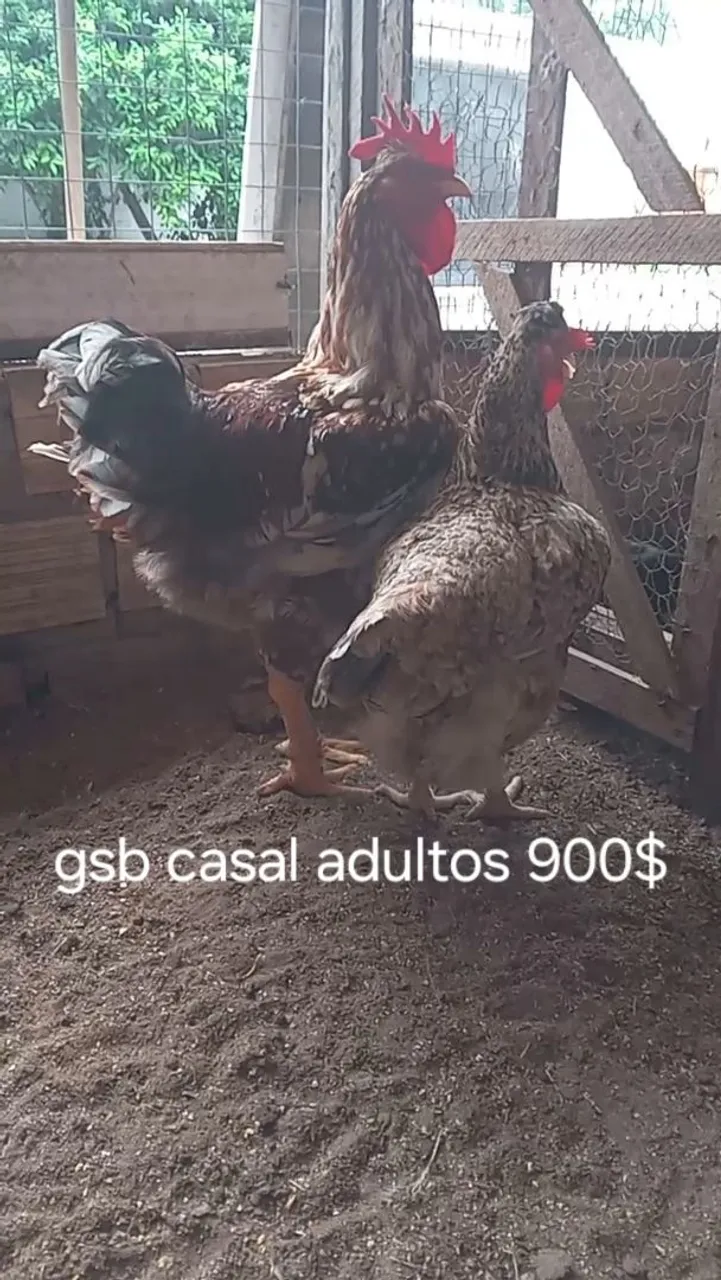 Casal Adulto GSB disponível