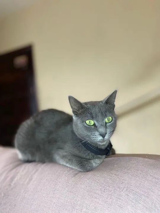 Russiano BLUE lindos  - Foto 6