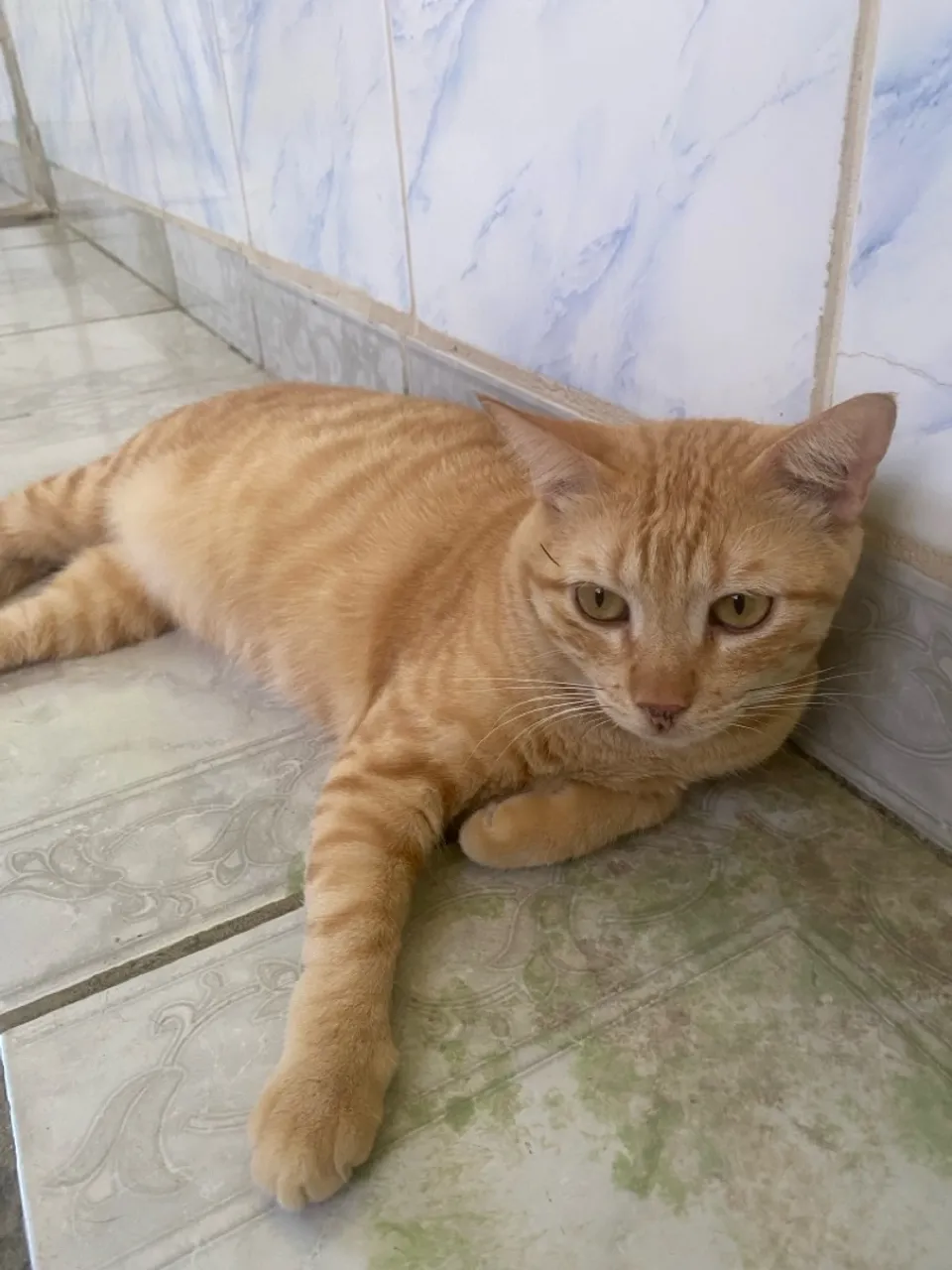 Doando gatinho