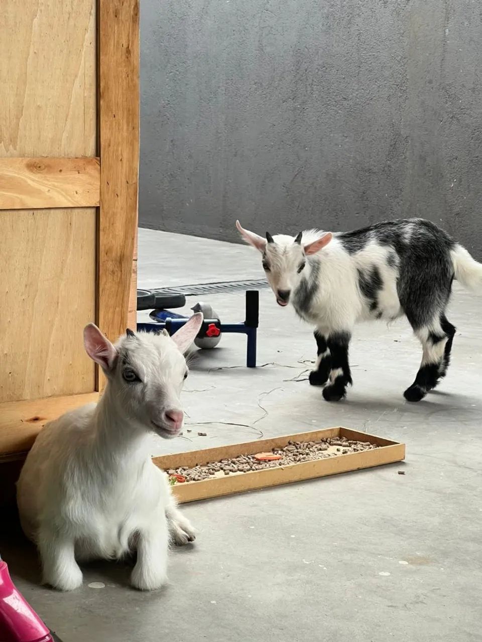 Vende-se um casal de  mini cabra  