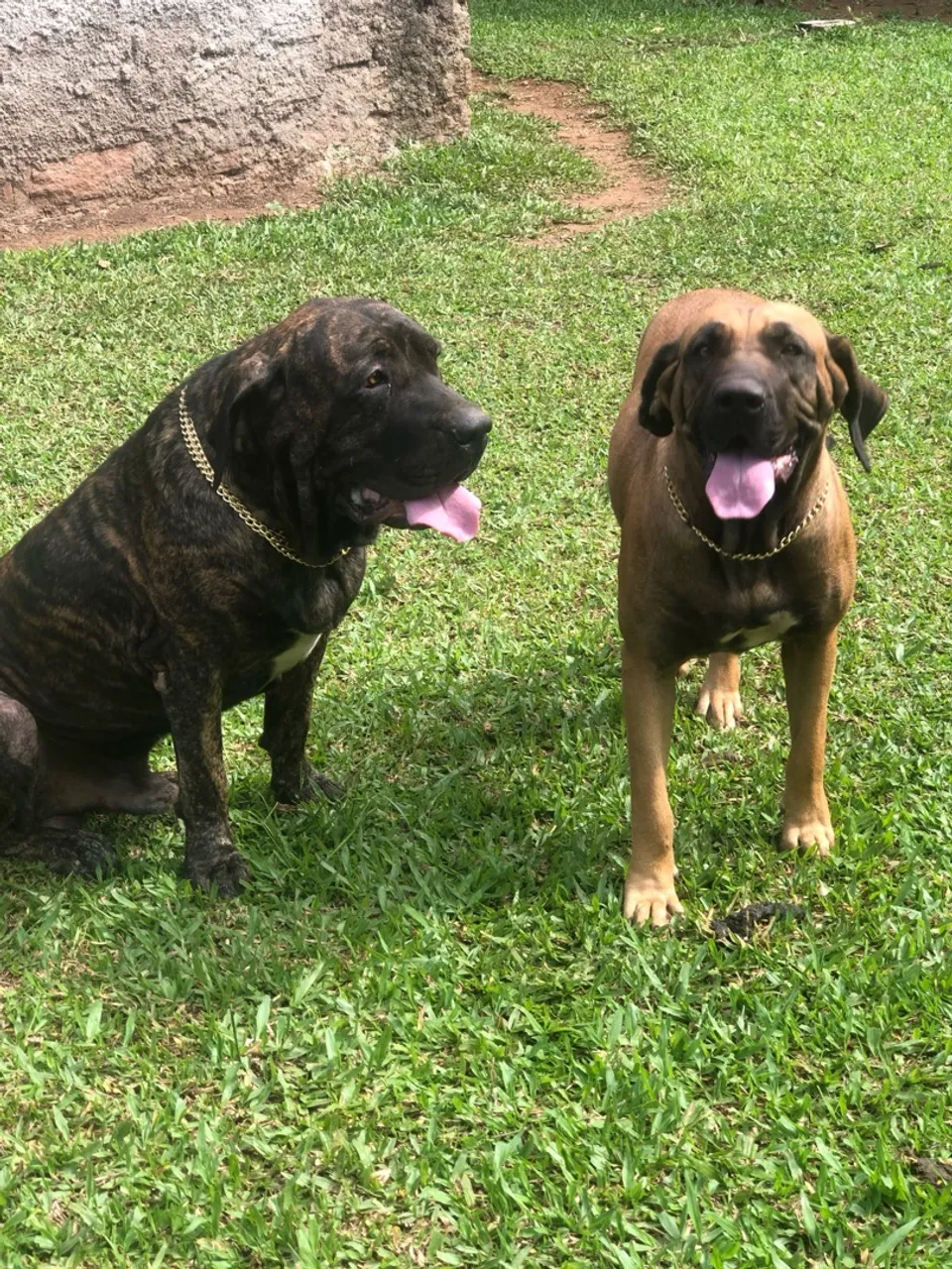 Lindos cães da raça Fila Brasileiro