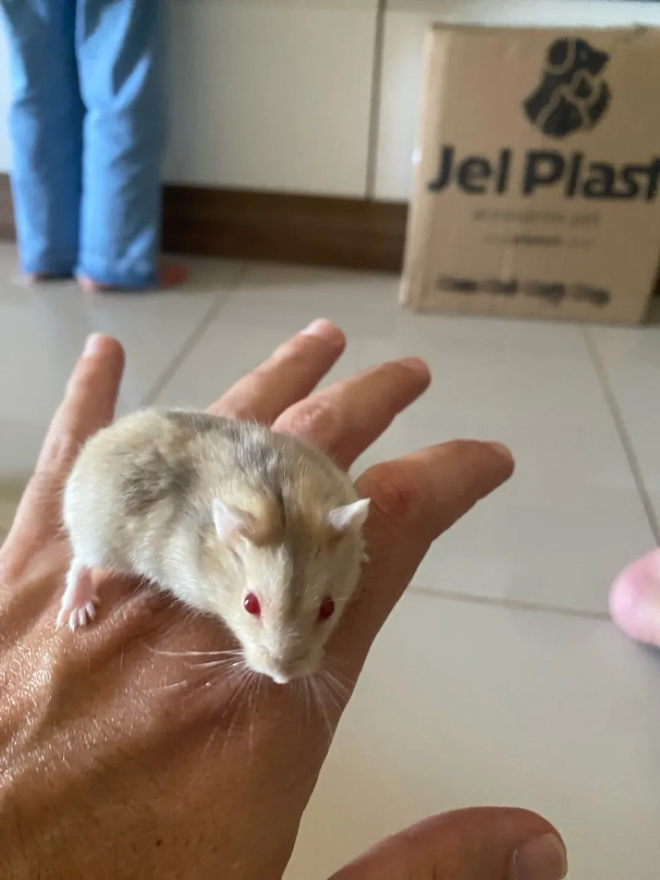FILHOTES DE HAMSTER MINI