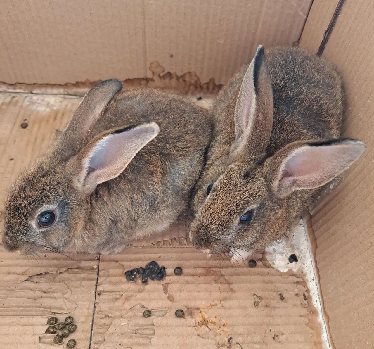 80reais os dois coelhos